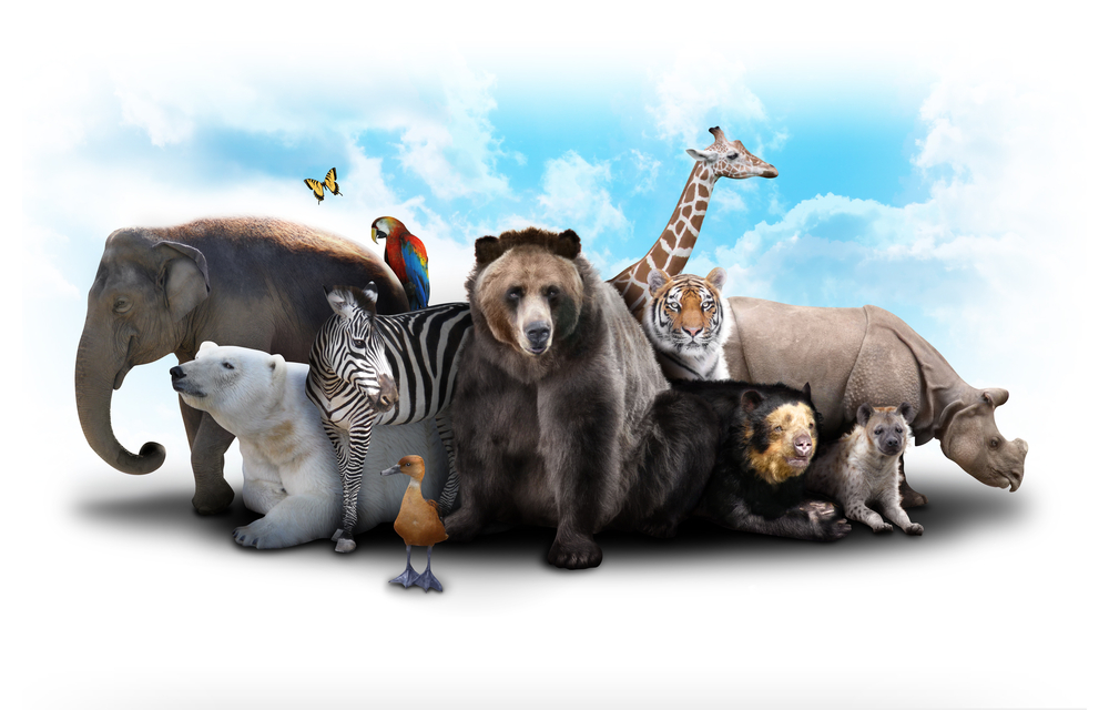 Animals zoo