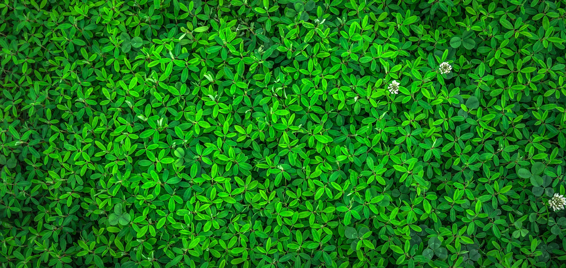 a large field of green plants